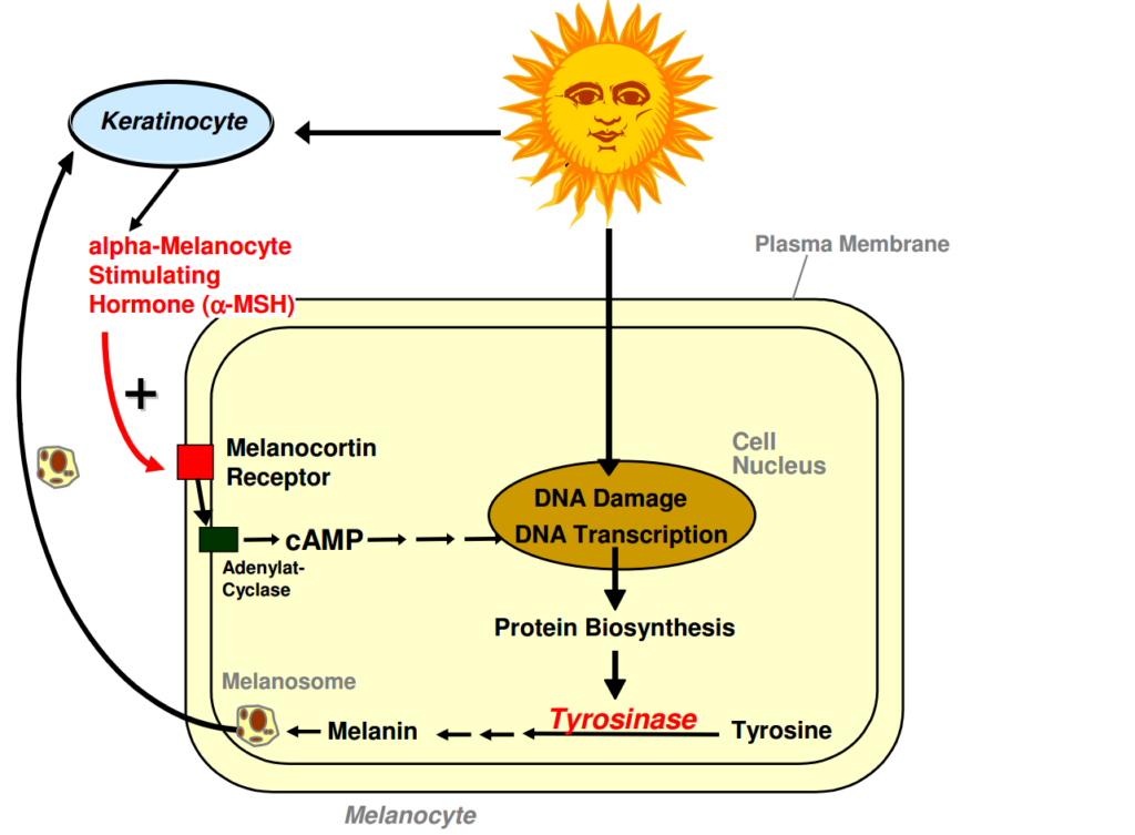 Đẹp Thuần Khiết