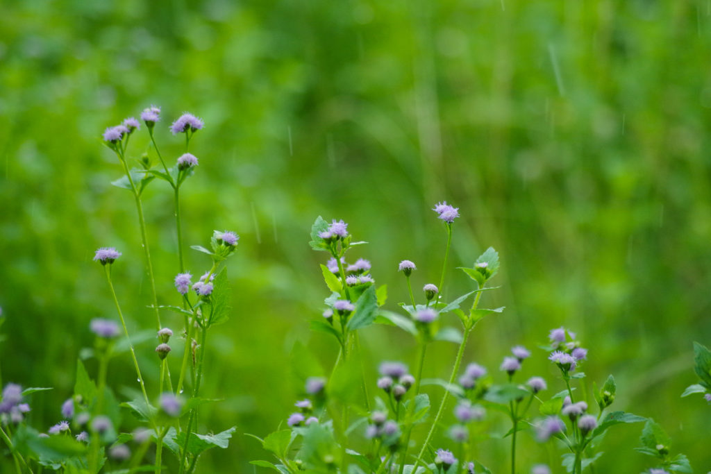 Đẹp Thuần Khiết