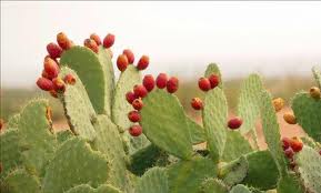 Đẹp Thuần Khiết